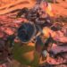 monster hunter stories 2 egg