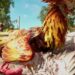 Cockfighting Far Cry 6