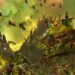 nurgle total warhammer