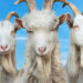 Goat Simulator 3