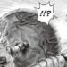 elden ring gag manga