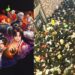 king fighters allstar itaewon