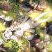 Eversoul Tier List