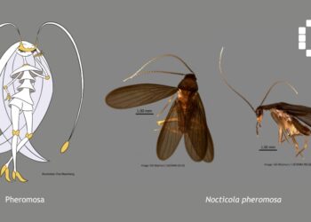 cockroach pokemon