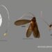 cockroach pokemon