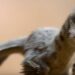 Prehistoric Planet Season 2 Teaser