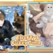 Tears of Themis pets
