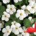 pikmin flower
