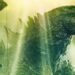 Monarch Legacy of Monsters