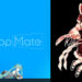 Touhou Project’s Hakurei Reimu and Yukkuri Reimu Arrive in Desktop Mate as DLC This December