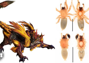 A New Spider Species Has Been Discovered and Named After a Monster Hunter Frontier Elder Dragon