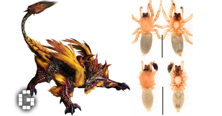 A New Spider Species Has Been Discovered and Named After a Monster Hunter Frontier Elder Dragon