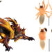 A New Spider Species Has Been Discovered and Named After a Monster Hunter Frontier Elder Dragon