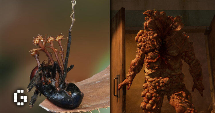 The Last of Us Cure? Malaysian Scientists Find Fungus That Hunts Zombie Fungus in Borneo
